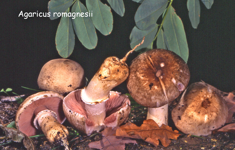Agaricus bresadolanus-amf172.jpg - Agaricus bresadolanus ; Syn1: Agaricus romagnesii ; Syn2: Psalliota radicata ; Non français: Agaric radicant